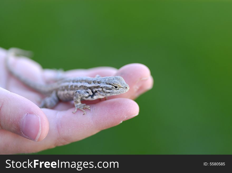 Child's hand holding a lizard with green background. Child's hand holding a lizard with green background