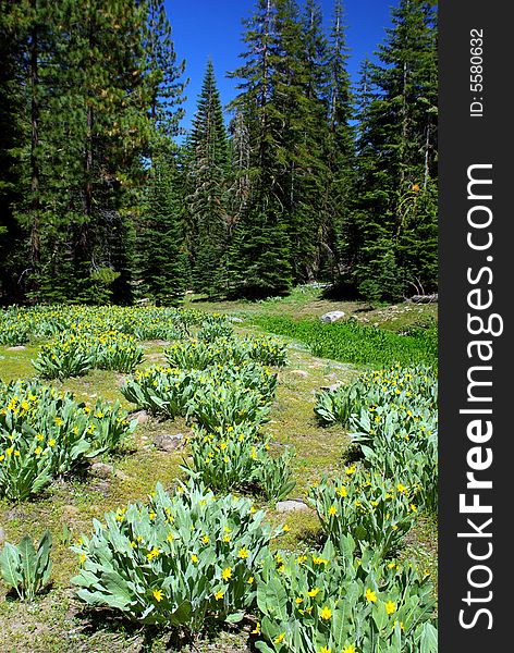 A high Sierra meadow in springtime with wild dandelion's flowering against a deep blue sky. A high Sierra meadow in springtime with wild dandelion's flowering against a deep blue sky.
