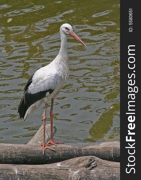 A stork in a lake
