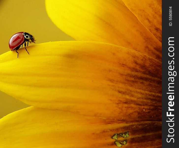 A red ladybug crawling on a yellow flower petal. A red ladybug crawling on a yellow flower petal.