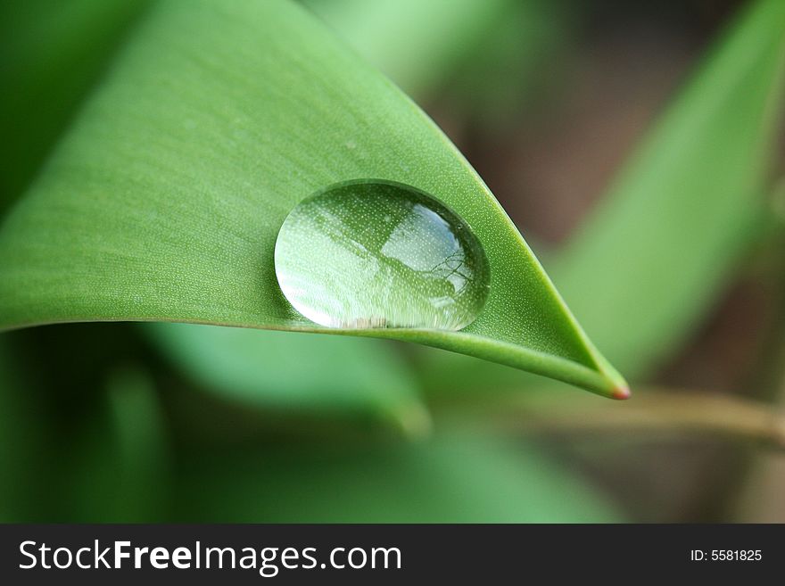 Water drop on a leaf. Water drop on a leaf