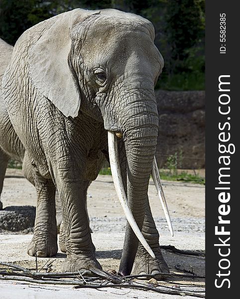 Portrait of nice african elephant. Portrait of nice african elephant