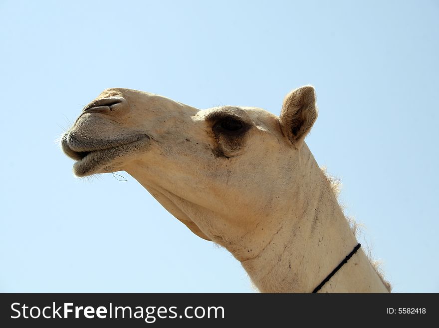 Camel close up (Camel market near Riyadh, Saudi Arabia)