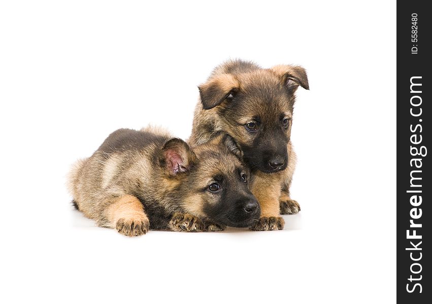 Two sweet Germany sheep-dog puppies isolated on white background