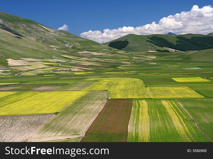 Summer Landscape In Castelluccio