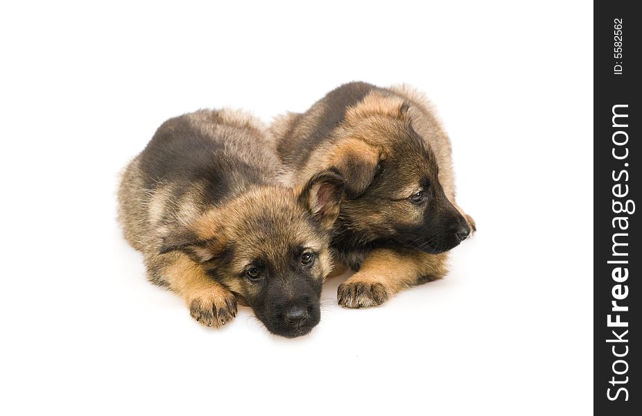 Two Sweet Germany Sheep-dog Puppies