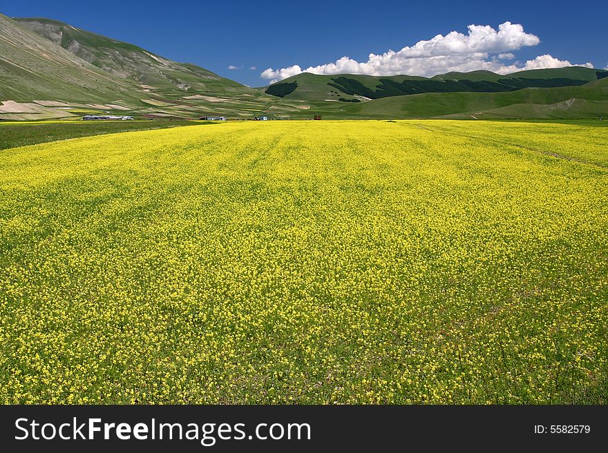 Yelow field captured near Castelluccio di Norcia - Umbria - Italy. Yelow field captured near Castelluccio di Norcia - Umbria - Italy