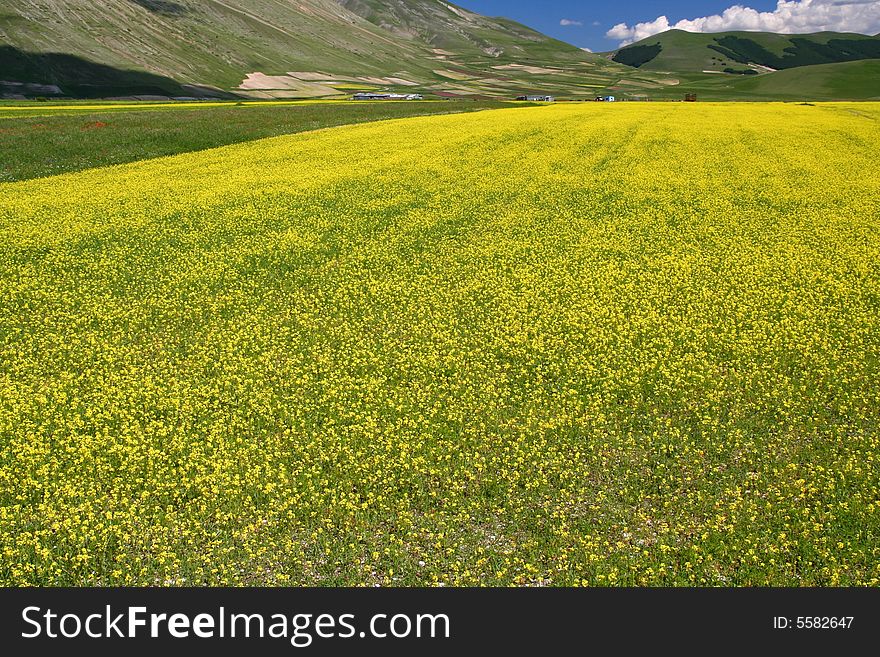 Yelow field captured near Castelluccio di Norcia - Umbria - Italy. Yelow field captured near Castelluccio di Norcia - Umbria - Italy