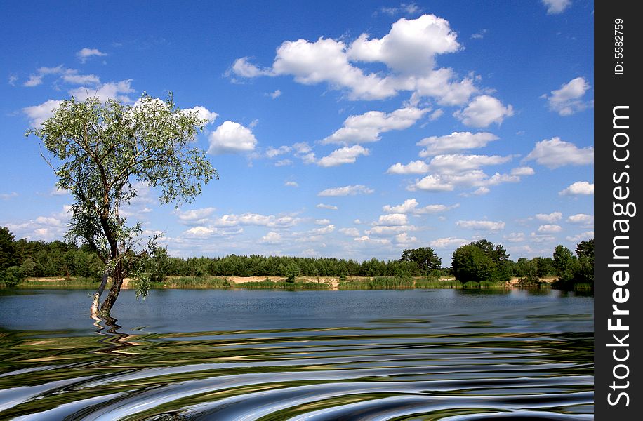 Lake scene with tree