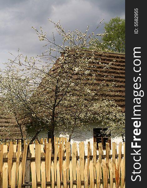 Old, wooden cabin in blossom at the countryside. Old, wooden cabin in blossom at the countryside