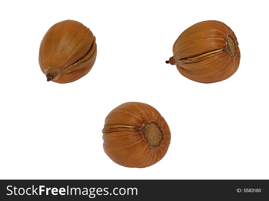 Composition of three isolated oak nuts.
White background
