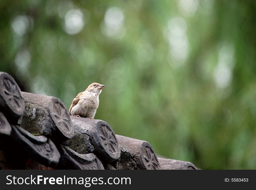A sparrow standing on the roof of a traditional chinese house, willow leaves nearby as background.