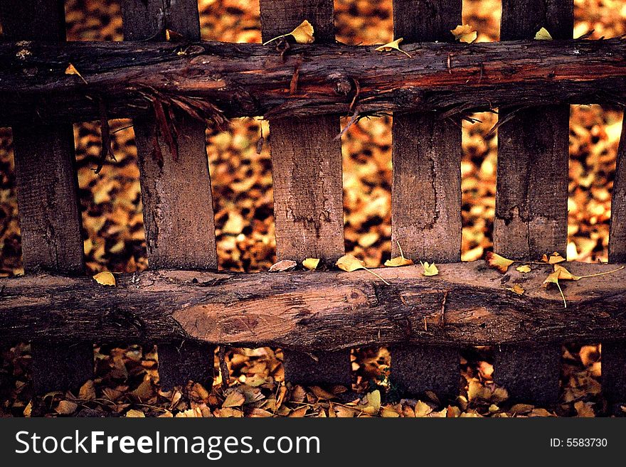 Yellow gingko in Hubei,China