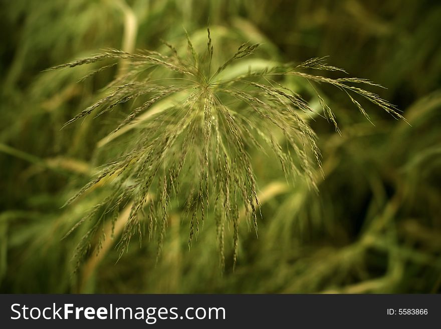 A streak of grass ppoping out of the green. A streak of grass ppoping out of the green