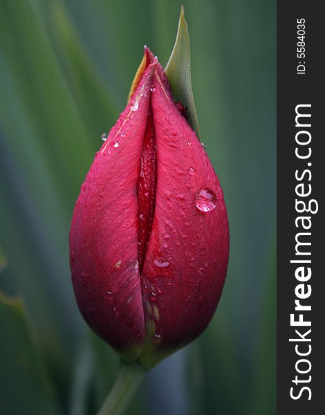 Red tulip with drops taken under rain. Red tulip with drops taken under rain
