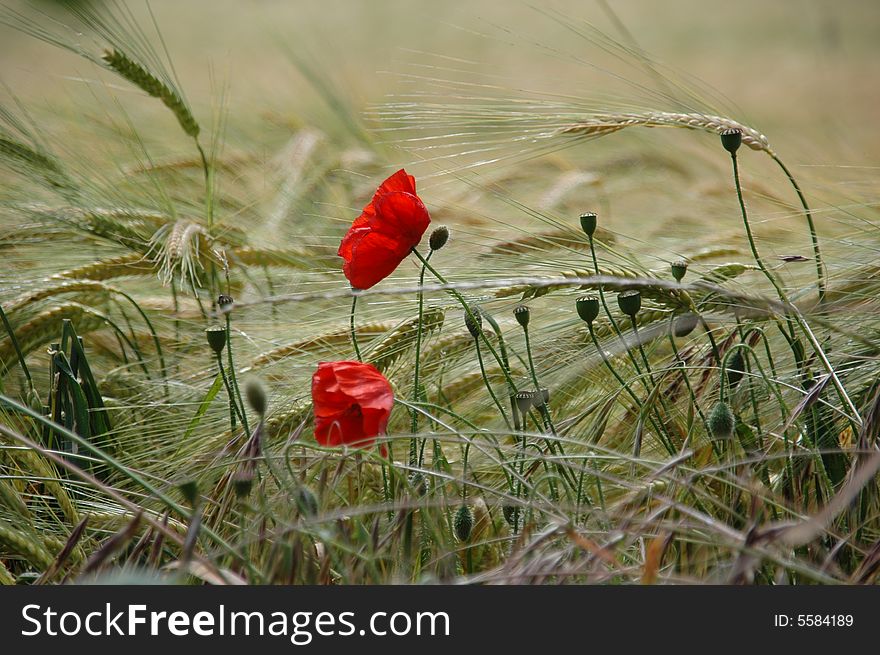 Poppies grow through crops in agricultural fileds. Poppies grow through crops in agricultural fileds