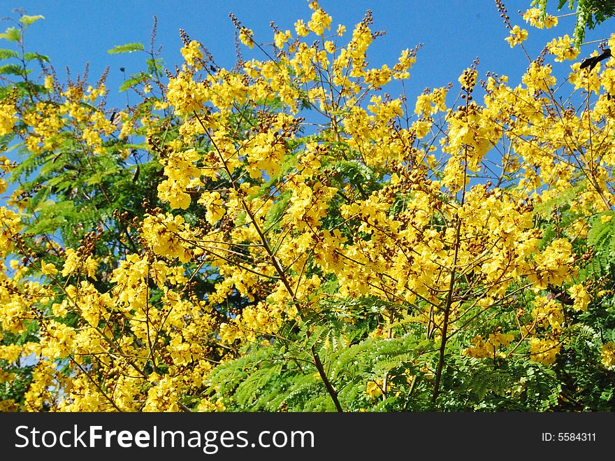 Yellow plower of the tropical rain forest tree in the North Borneo, Sabah East Malaysia. Yellow plower of the tropical rain forest tree in the North Borneo, Sabah East Malaysia