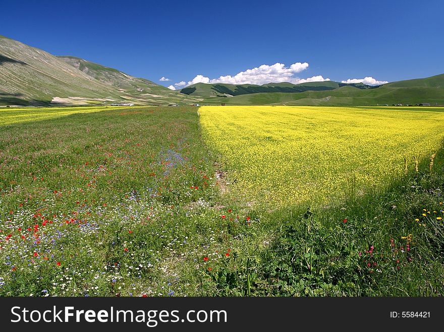 Yellow Field Landscape