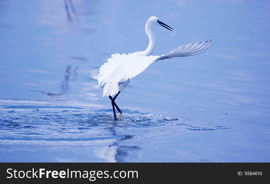 A egret  in flight over water. A egret  in flight over water