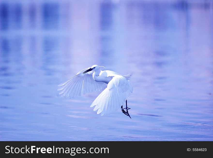 Egret In Flight