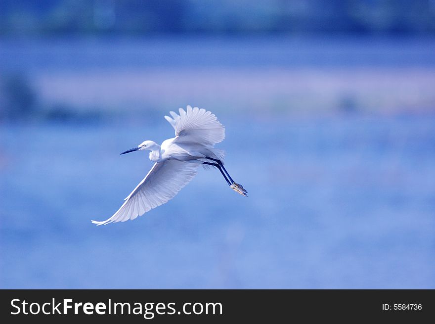 A egret in flight over water