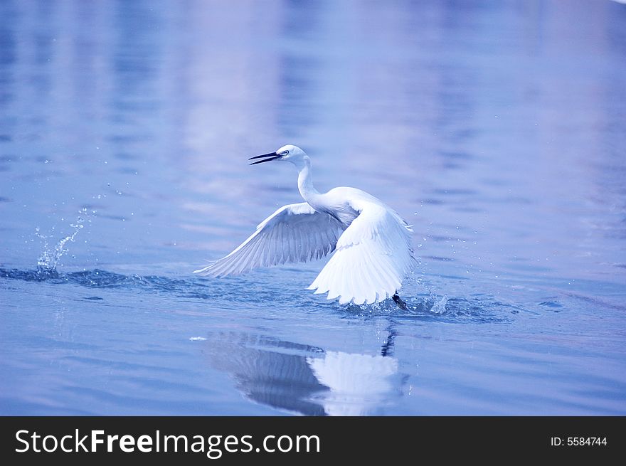 A egret with fish in flight over water. A egret with fish in flight over water