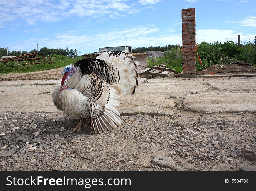 Big Blue-Black-White Gobbler