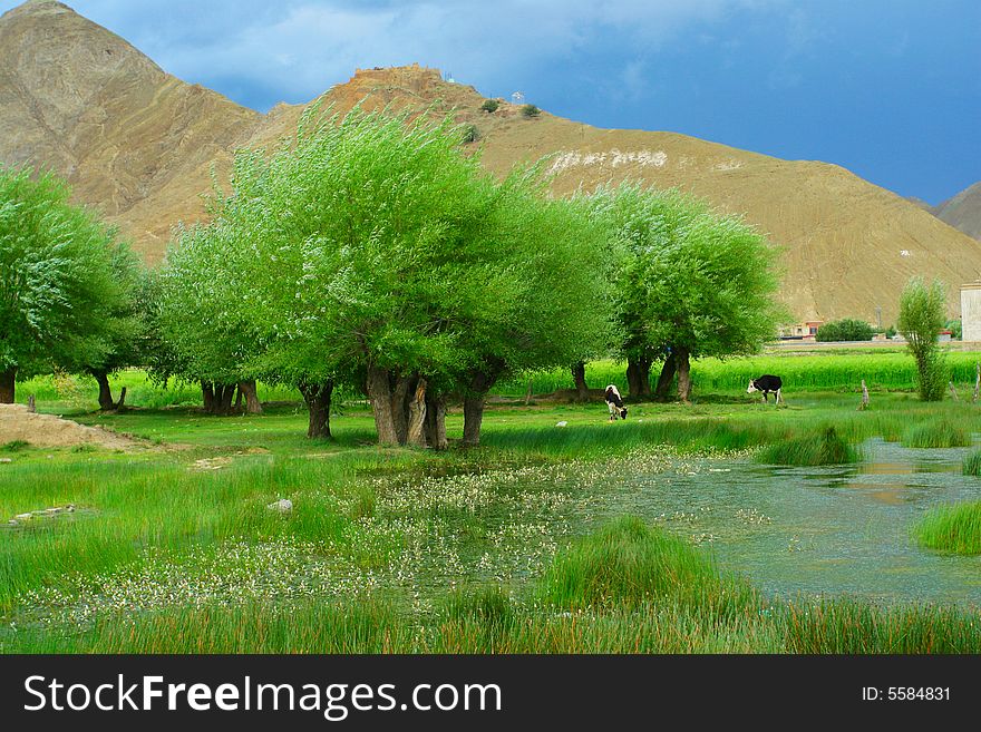 The Meadow Of Tibet