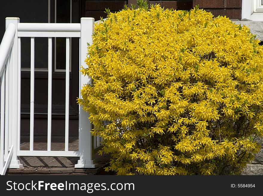 White porch and yellow blossoming bush. White porch and yellow blossoming bush