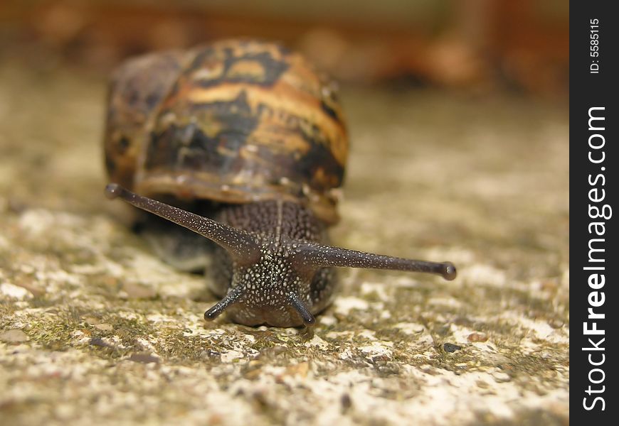 Close up of a garden snail. Focus is on the head.