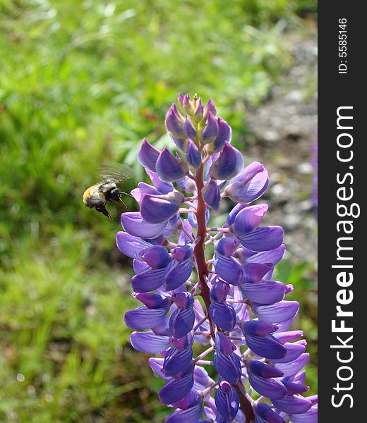 A bee retreives pollen from a lupine flower. A bee retreives pollen from a lupine flower