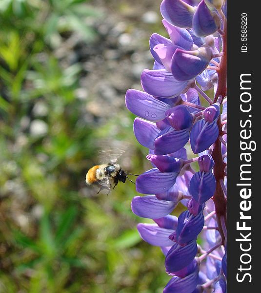 A bee retreives pollen from a lupine flower. A bee retreives pollen from a lupine flower