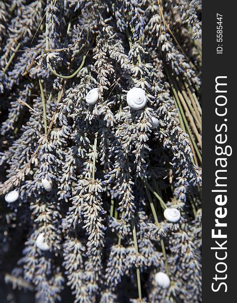 Lavender in Sault, Vaucluse, Provence, France