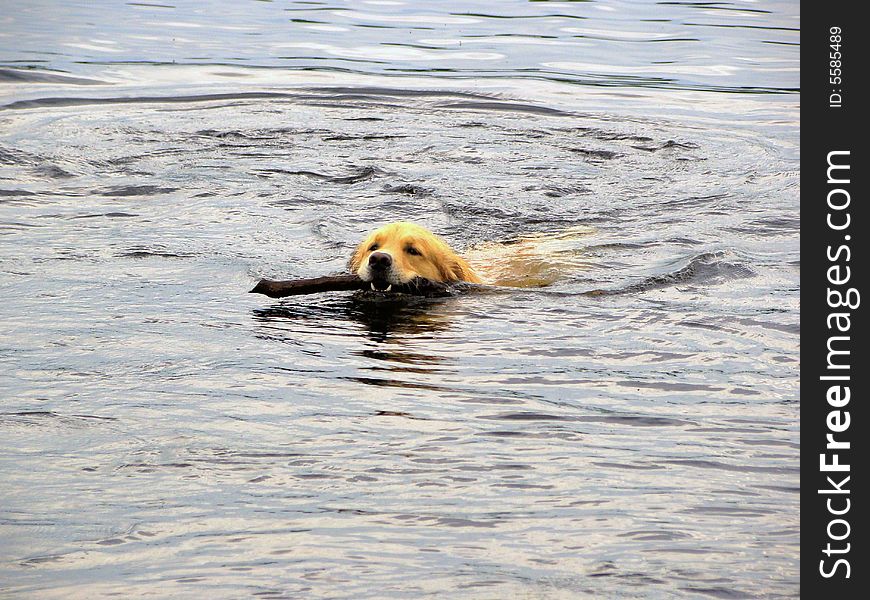 A golden retreiver fetches a stick in the lake. A golden retreiver fetches a stick in the lake