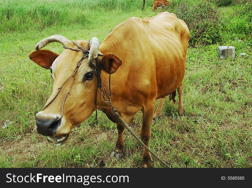 Cow relax and chew the cud on grass field. Cow relax and chew the cud on grass field