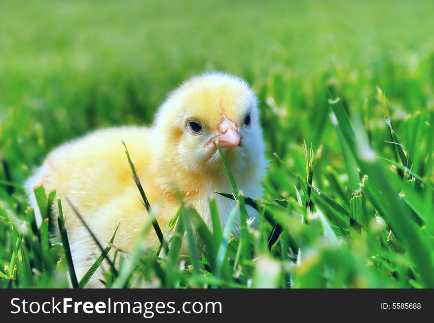 Newborn chick on green grass