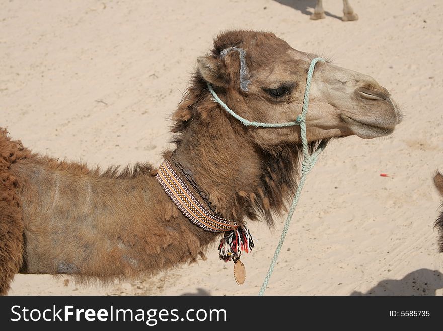 Camel in harness in desert Sahara. Camel in harness in desert Sahara