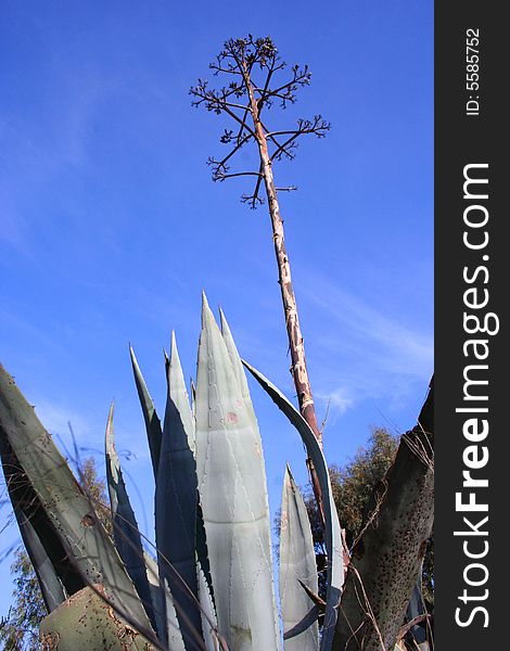 Aloe vera with flower against a blue sky. Aloe vera with flower against a blue sky