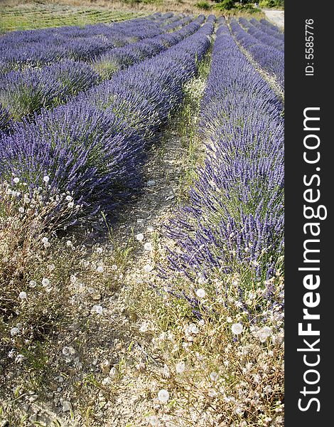 Lavender in Sault, Vaucluse, Provence, France