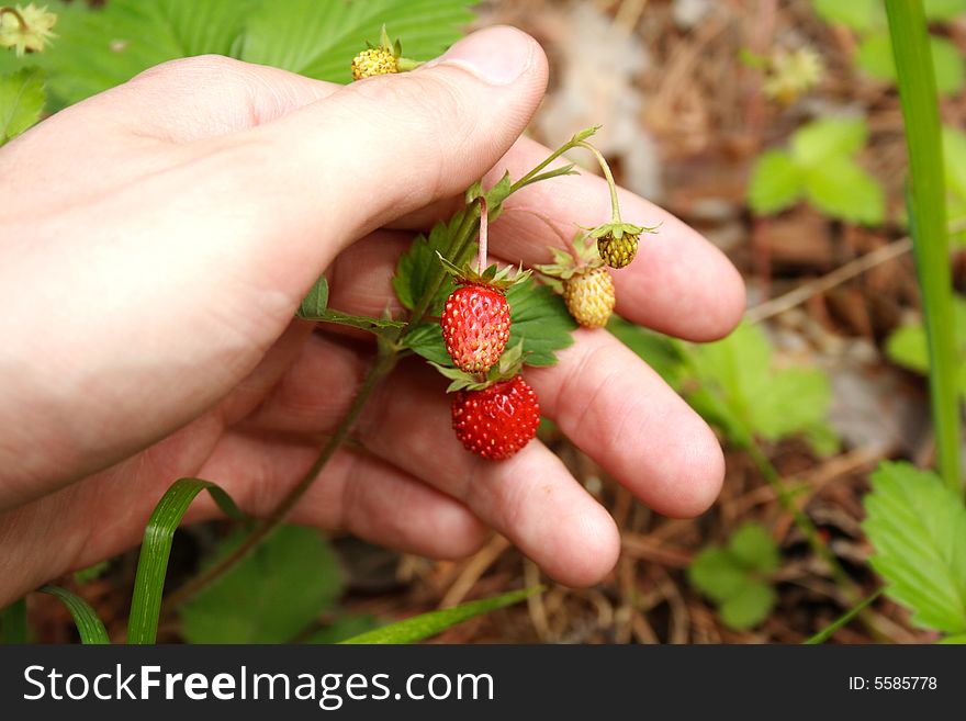 Red berries of wild strawberry in a man's hand on a background of a grass