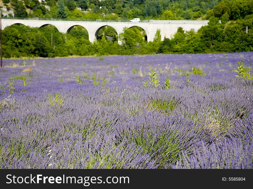 Lavender in Sault, Vaucluse, Provence, France