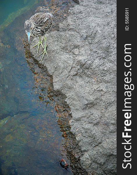 Heron hunting crag by the water. Heron hunting crag by the water