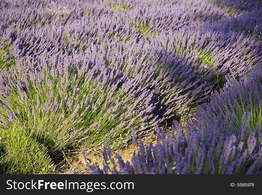 Lavender in Sault, Vaucluse, Provence, France