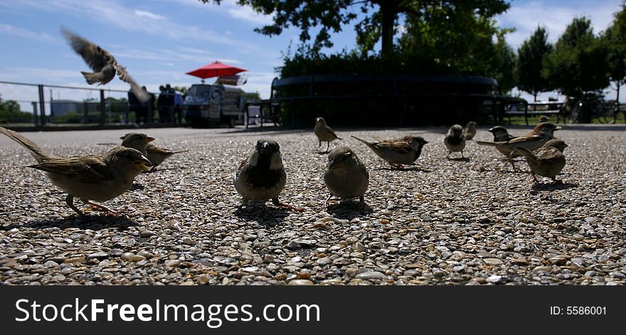 The Birds