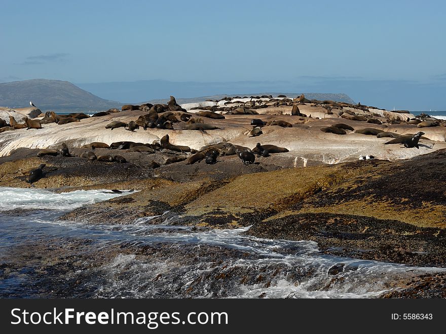 Natural place of rest of the wild seals in South Africa. Natural place of rest of the wild seals in South Africa
