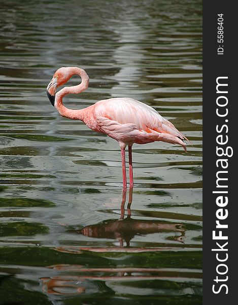 Pink flamingo standing in pond