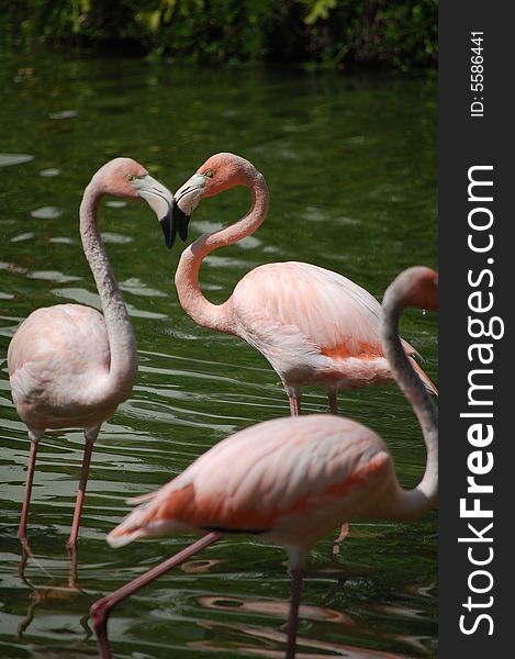 Flamingos create a pretty heart