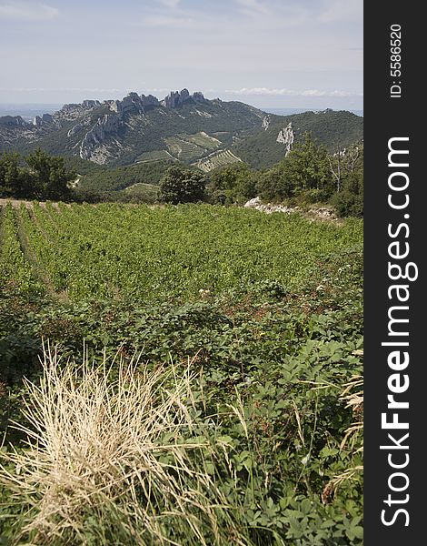 Route of Les Dentelles in the Provence, France