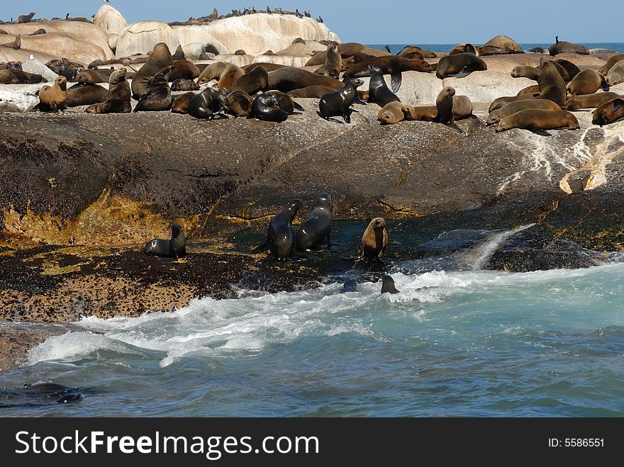 Seal Island, South Africa