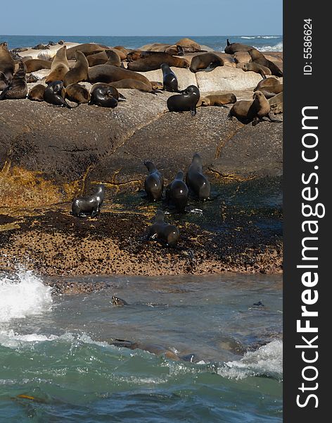 Natural place of rest of the wild seals in South Africa. Natural place of rest of the wild seals in South Africa